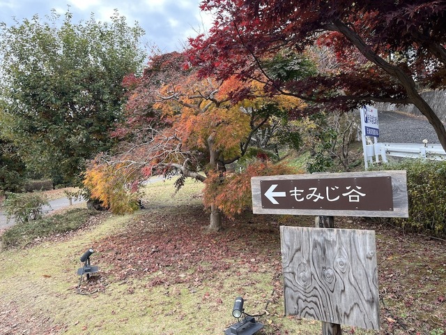 IMG_2542.jpeg
